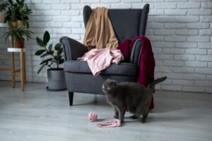 Katze allein zu Hause